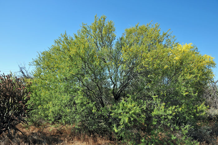 Whitethorn Acacia trees grow up to 12 feet (3.7 m) or more (20 feet (6 m)). They have green deciduous, alternate leaves that are pinnately compound; 3 to 6 paired leaflets per leaf. Vachellia constricta (=Acacia constricta)